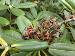 Rhododendron japonoheptamerum