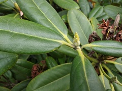 Rhododendron japonoheptamerum