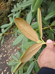 Rhododendron japonoheptamerum
