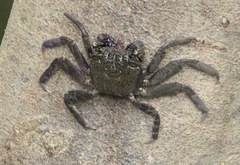 Episesarma versicolor