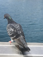 Columba livia domestica