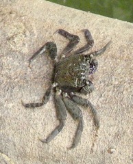 Episesarma versicolor