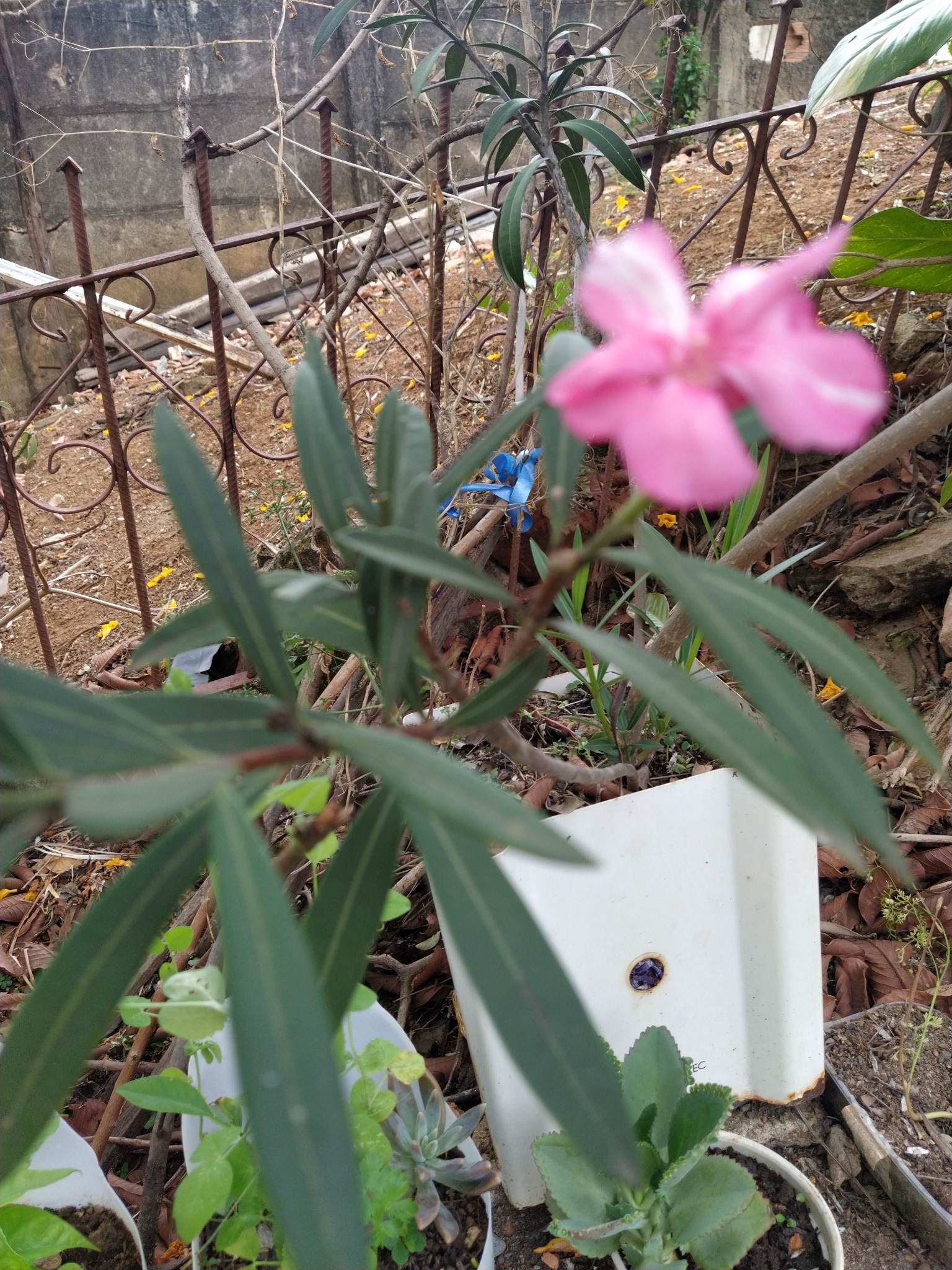 Nerium oleander