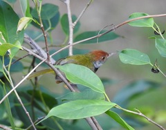 Orthotomus atrogularis