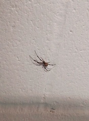 Latrodectus hesperus