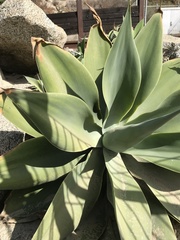 Agave attenuata