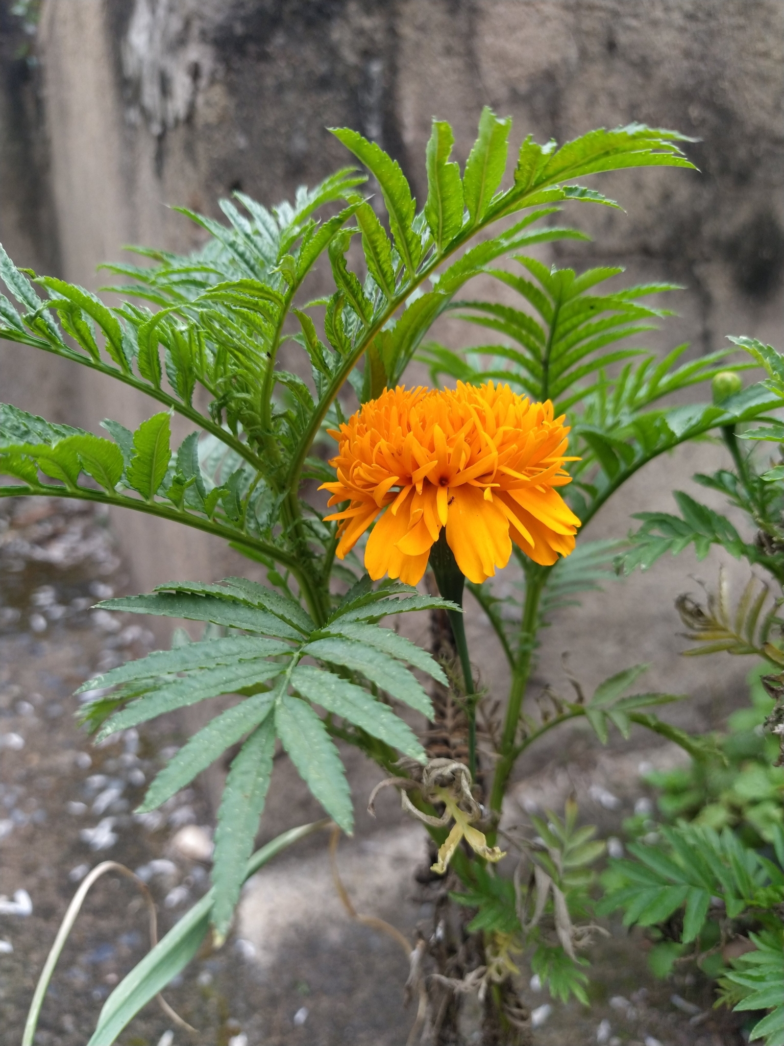 Tagetes erecta