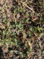Trifolium dubium