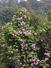 Dinetus grandiflorus