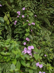 Dinetus grandiflorus