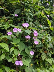 Dinetus grandiflorus