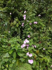 Dinetus grandiflorus