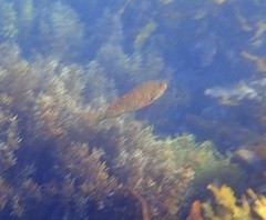 Leptoscarus vaigiensis