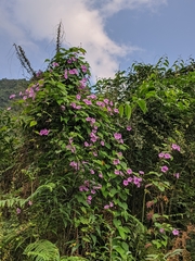 Dinetus grandiflorus