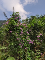 Dinetus grandiflorus