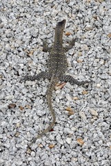 Varanus salvator macromaculatus
