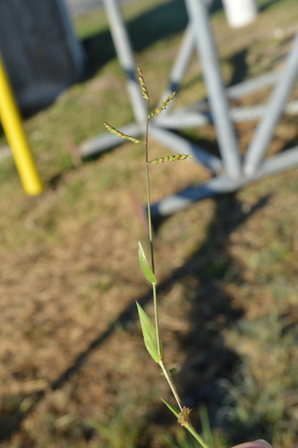 Image of Urochloa reptans by (c) Dan Johnson, some rights reserved (CC BY)