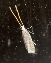 Lecithocera imprudens