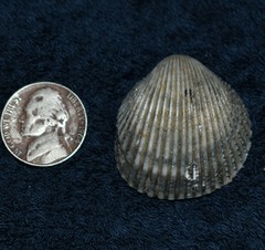 Dallocardia muricata