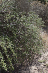 Salvia brandegeei
