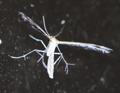 Stangeia xerodes