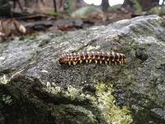 Apheloriini