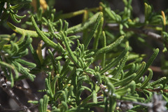 Salvia brandegeei