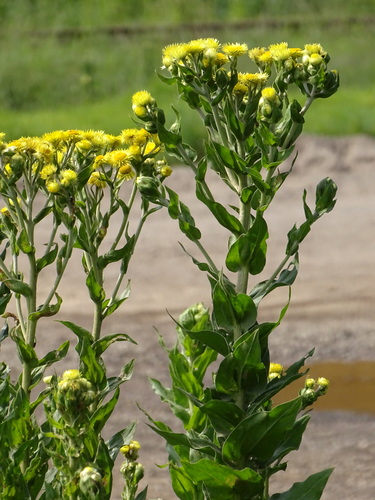 Helichrysum foetidum