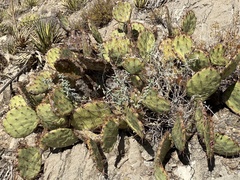 Opuntia dulcis