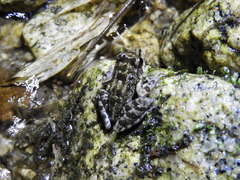 Thoropa miliaris