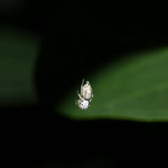 Phintella lajuma