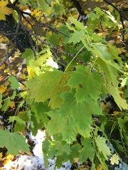 Acer platanoides