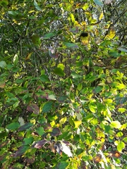 Sphaerulina cornicola