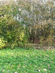 Sphaerulina cornicola