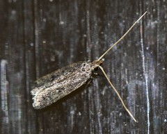 Lecithocera imprudens