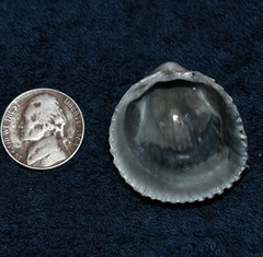 Dallocardia muricata