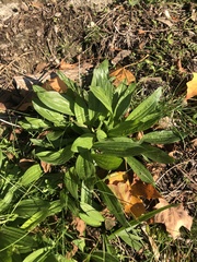 Angiospermae