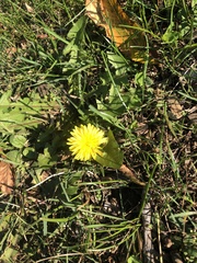 Taraxacum officinale