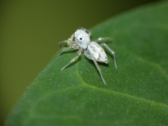 Phintella lajuma