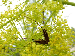 Agapanthia asphodeli