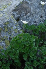 Anemonoides baldensis