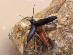 Cebrio