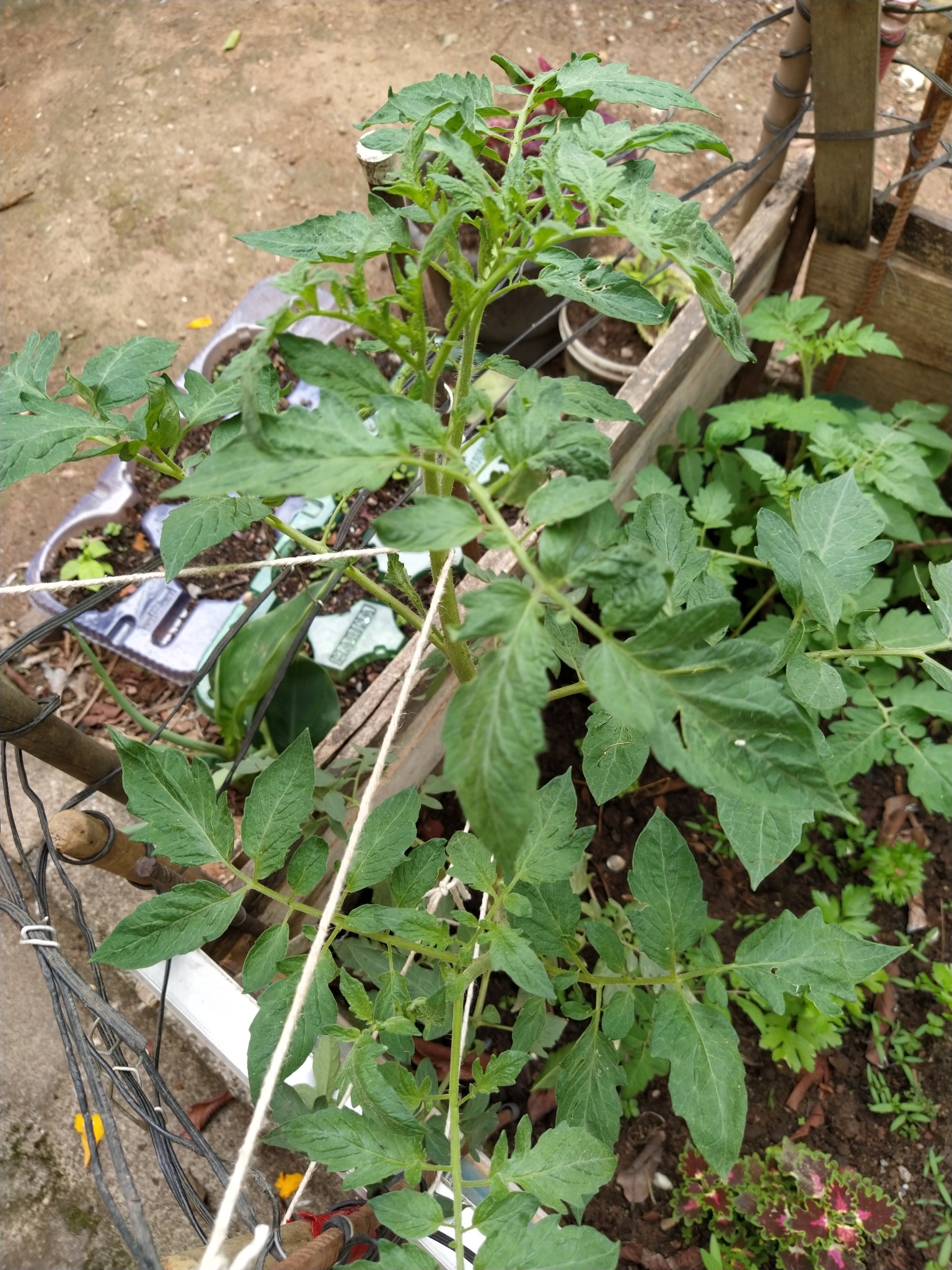 Solanum lycopersicum