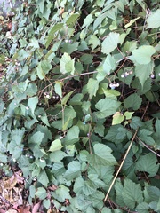 Ampelopsis glandulosa