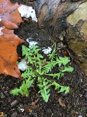 Taraxacum officinale