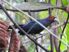 Phaenicophaeus sumatranus