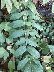 Ailanthus altissima