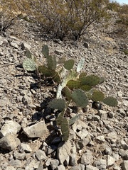 Opuntia dulcis