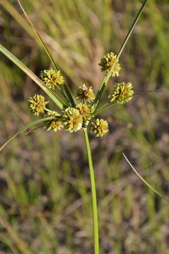 Image of Cyperus entrerianus by (c) Dan Johnson, some rights reserved (CC BY)