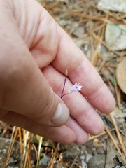Apteria aphylla